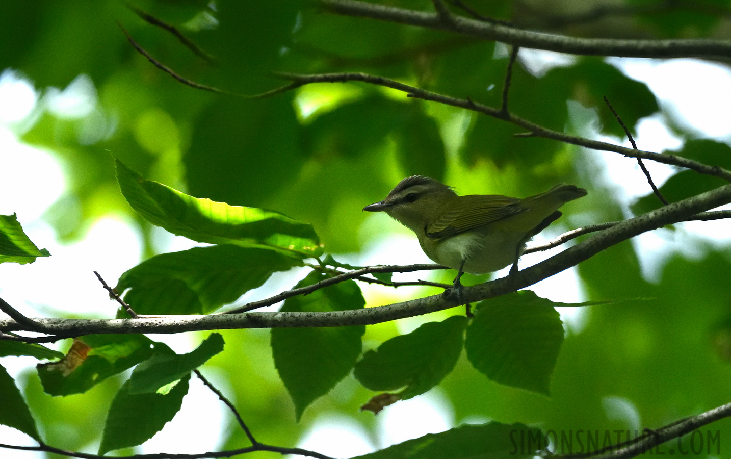 Vireo olivaceus [400 mm, 1/1250 sec at f / 7.1, ISO 1600]